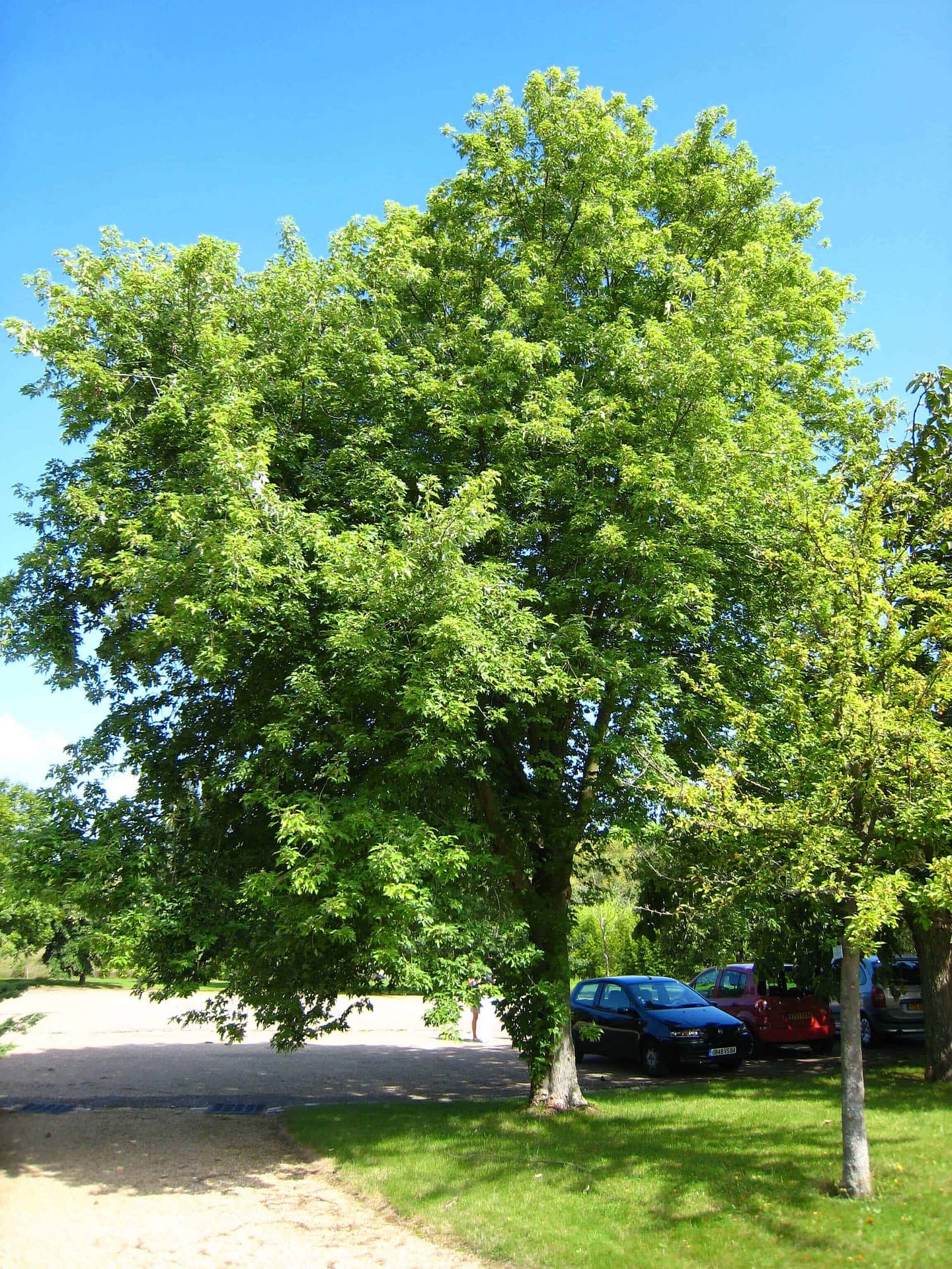 Silver Maple