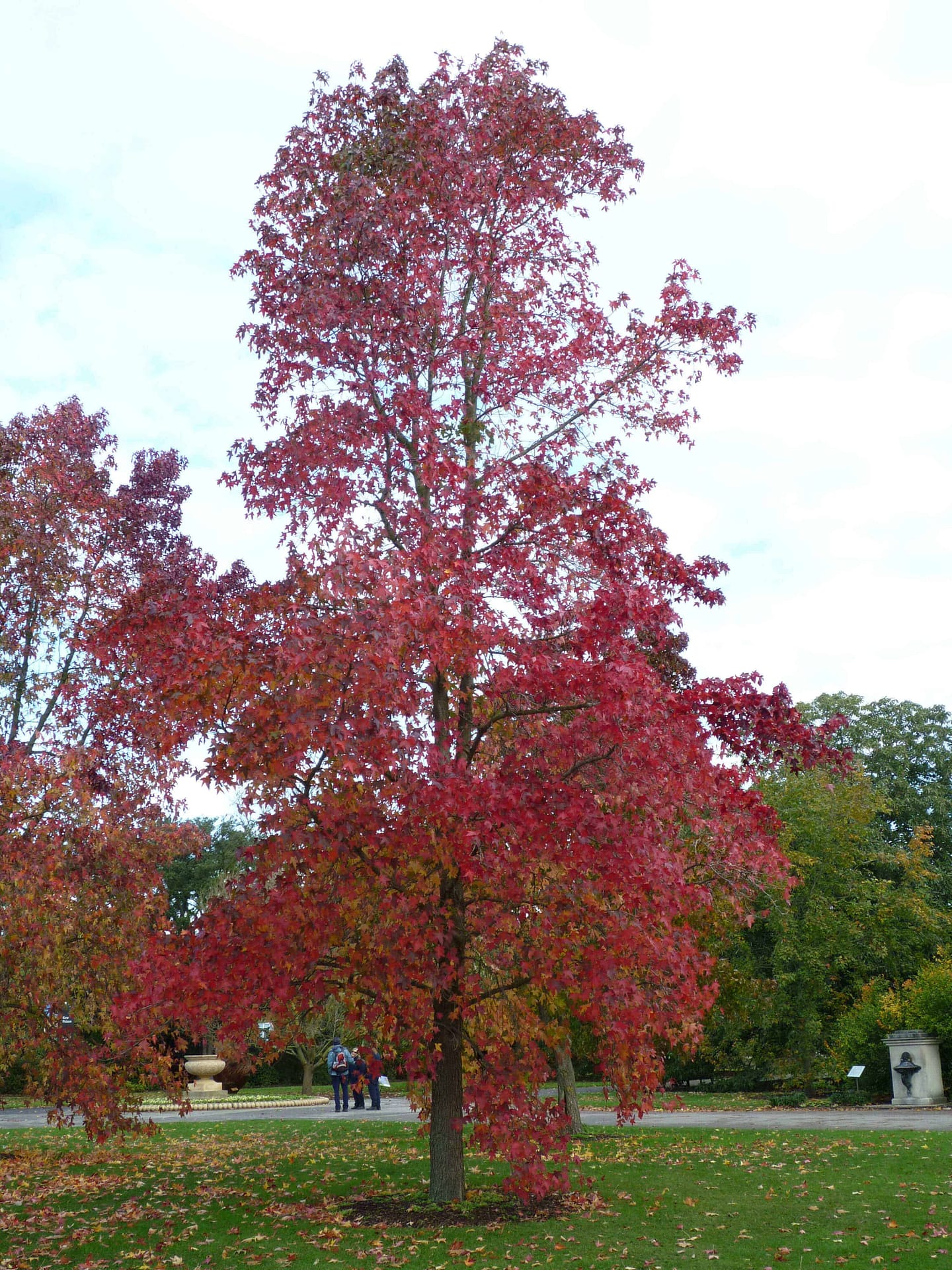 Sweet Gum Tree