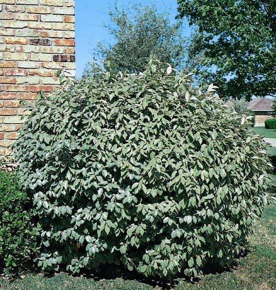 Silverberry Bush