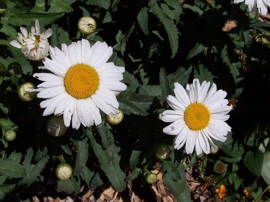 Shasta Daisy