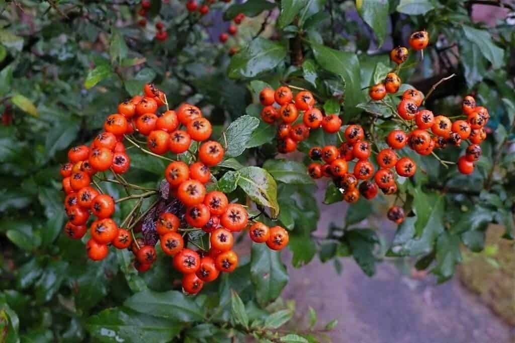 Red Pyracantha Berries