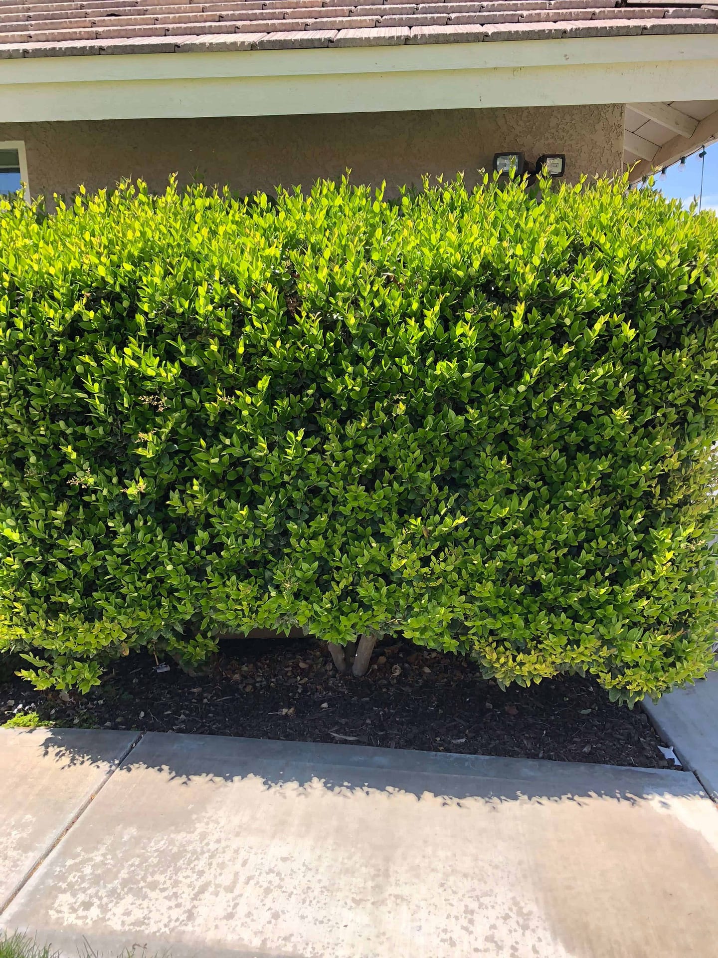 Waxleaf Privet Hedge