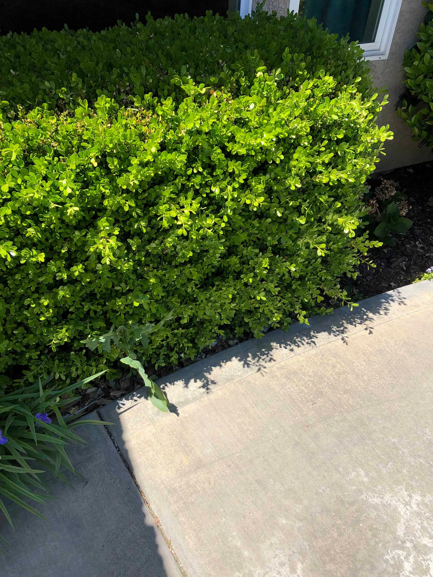 Boxwood Hedge