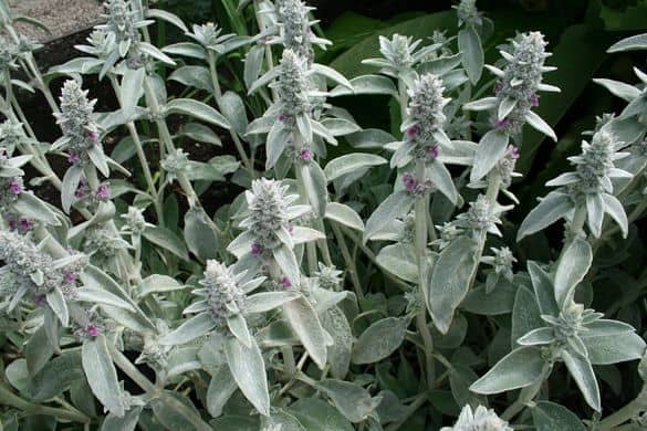 Lamb's Ear Flowers