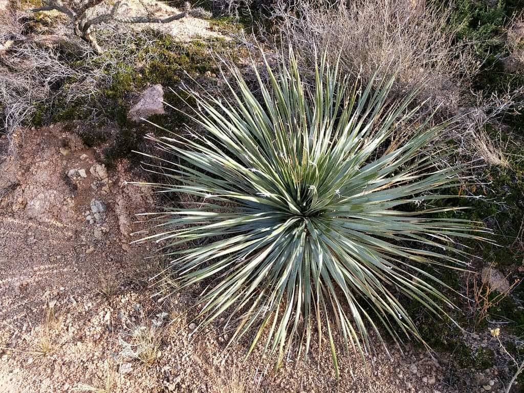 Desert Spoon Drought tolerant xeriscaping native