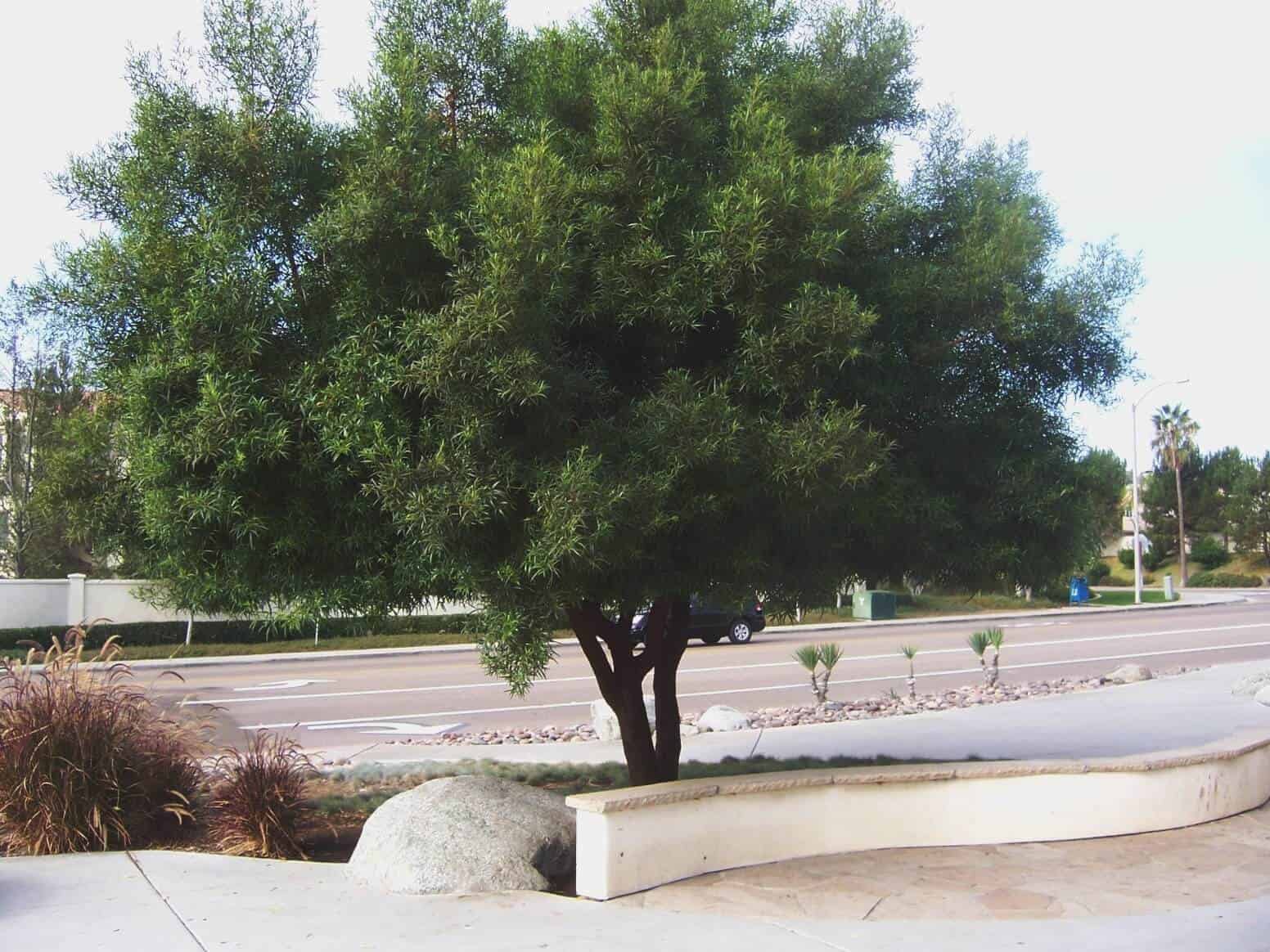 African Sumac tree