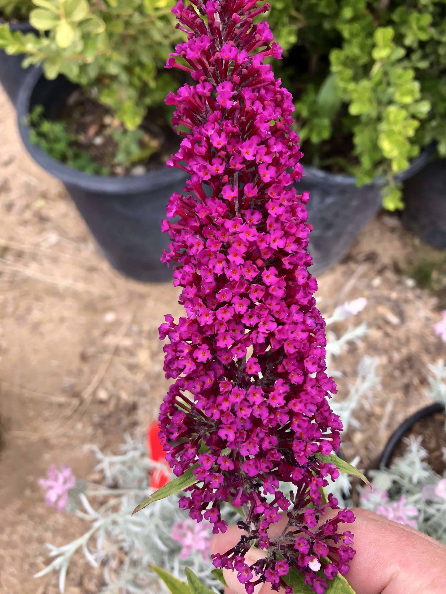 Deep Purple Butterfly Bush Flower