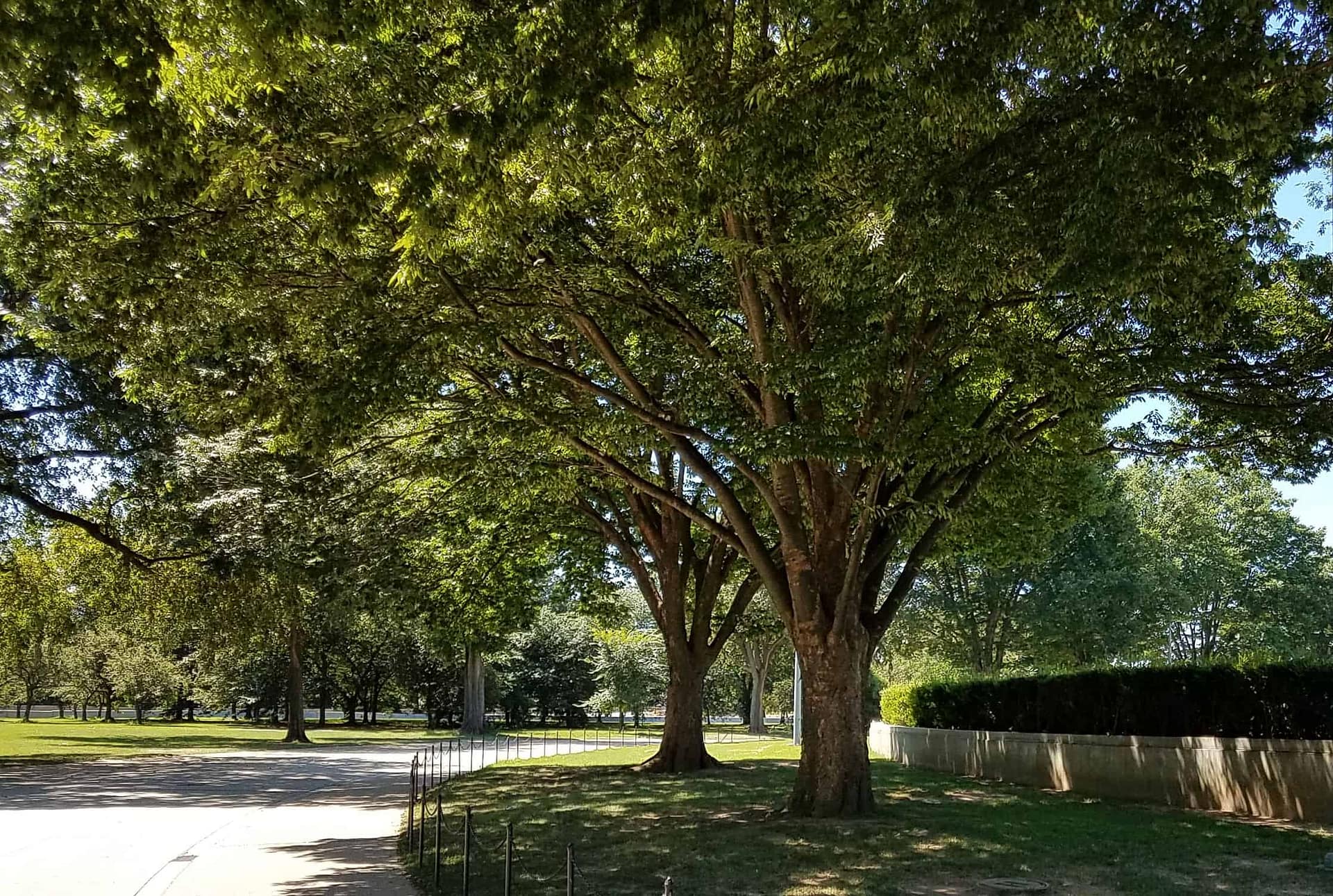 zelkova serrata