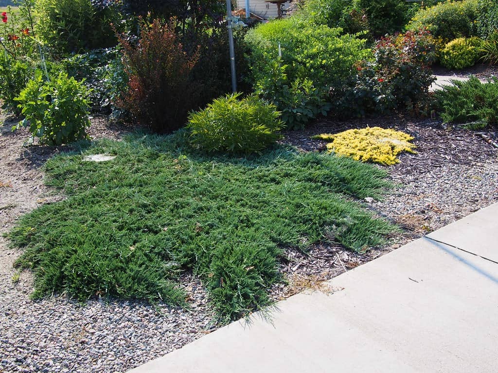 blue rug juniper chinensis wiltonii in landscape
