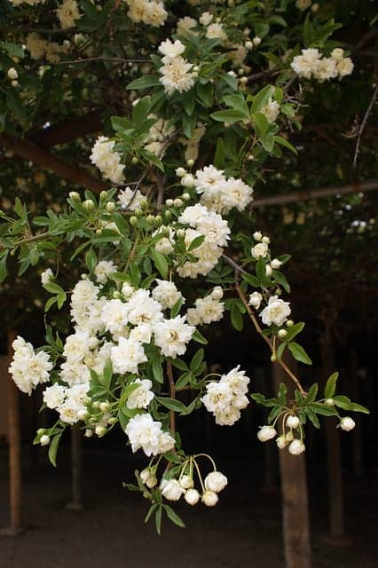 White lady banks rose