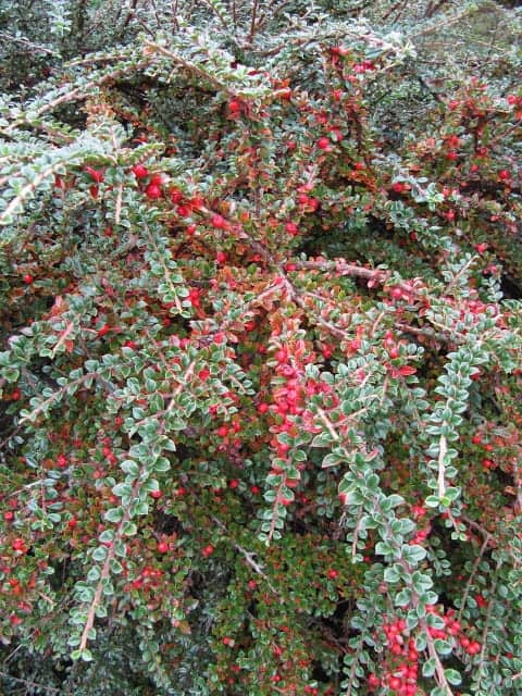 cotoneaster horizontalis