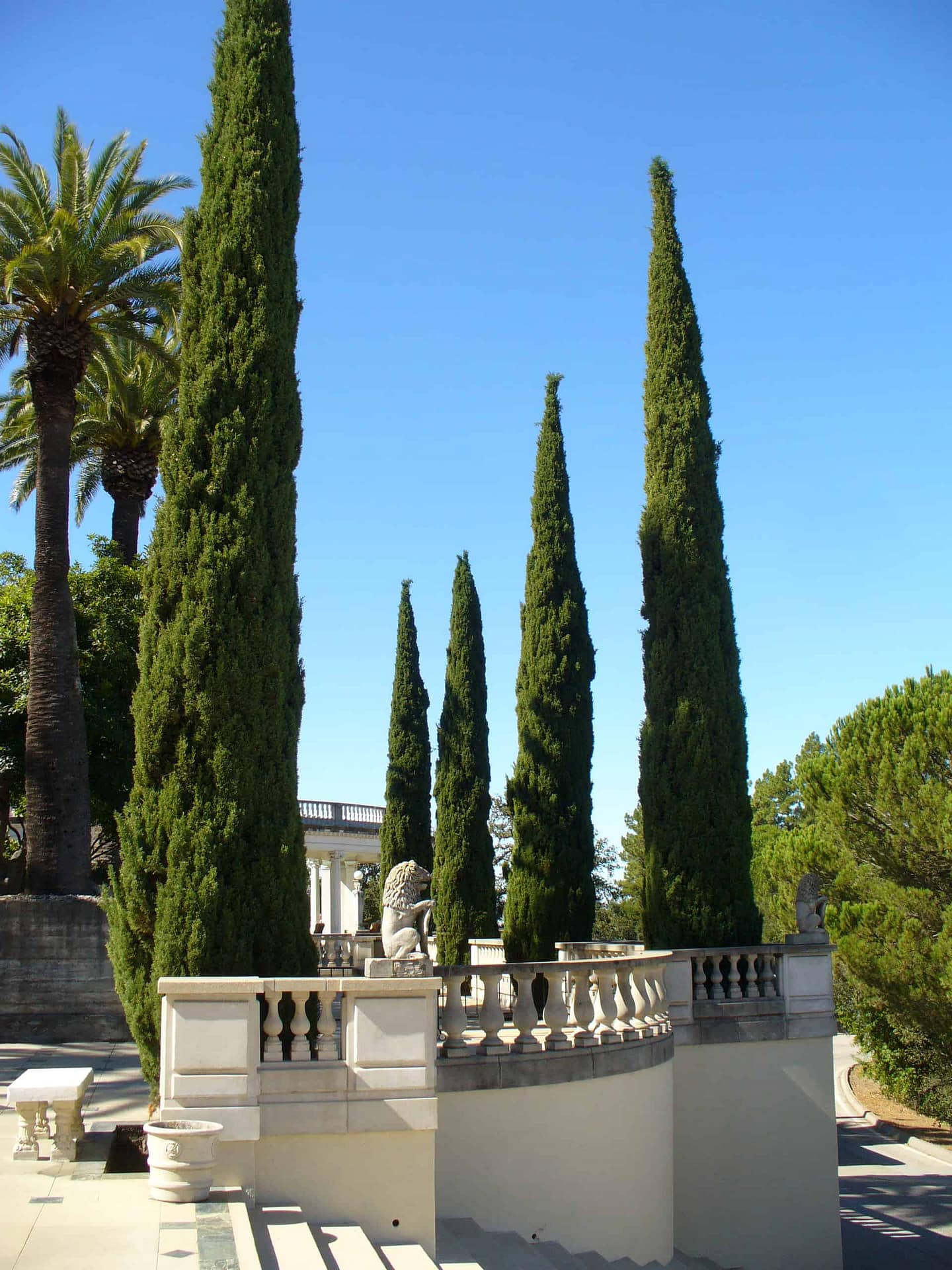 Italian Cypress