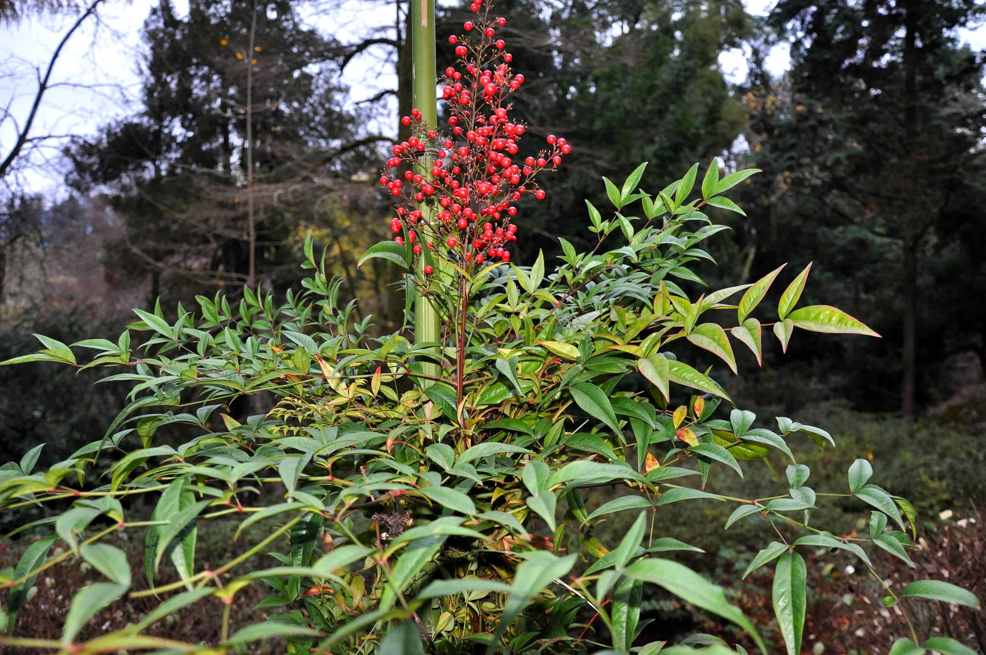 Nandina Domestica