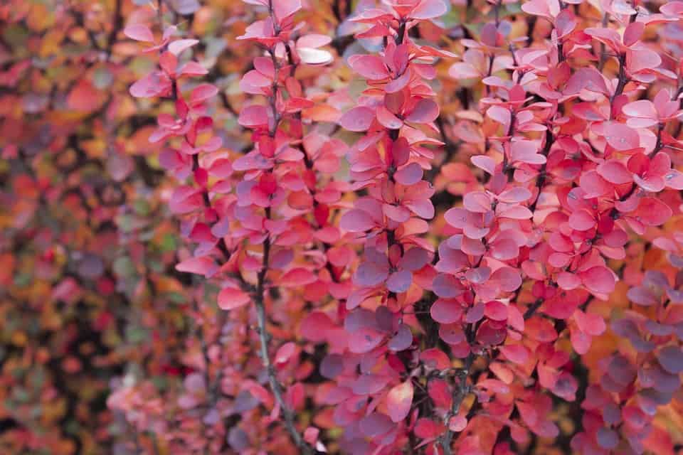 Barberry