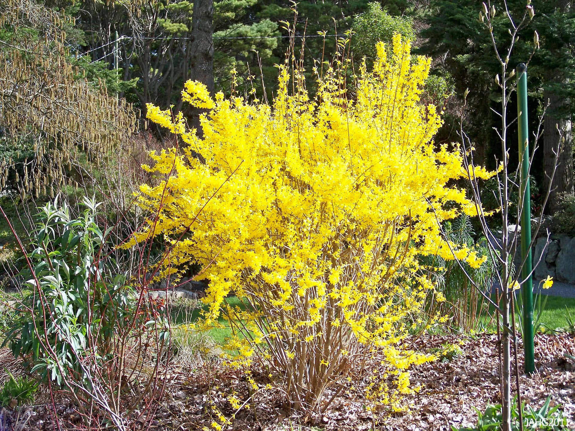 forsythia lynwood gold bush flowering