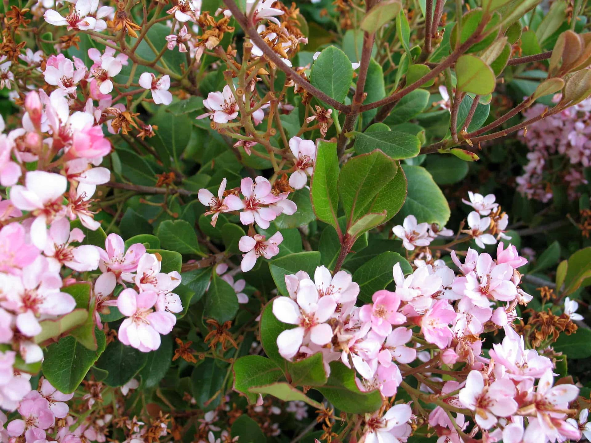 Indian Hawthorn Pink Lady blooming