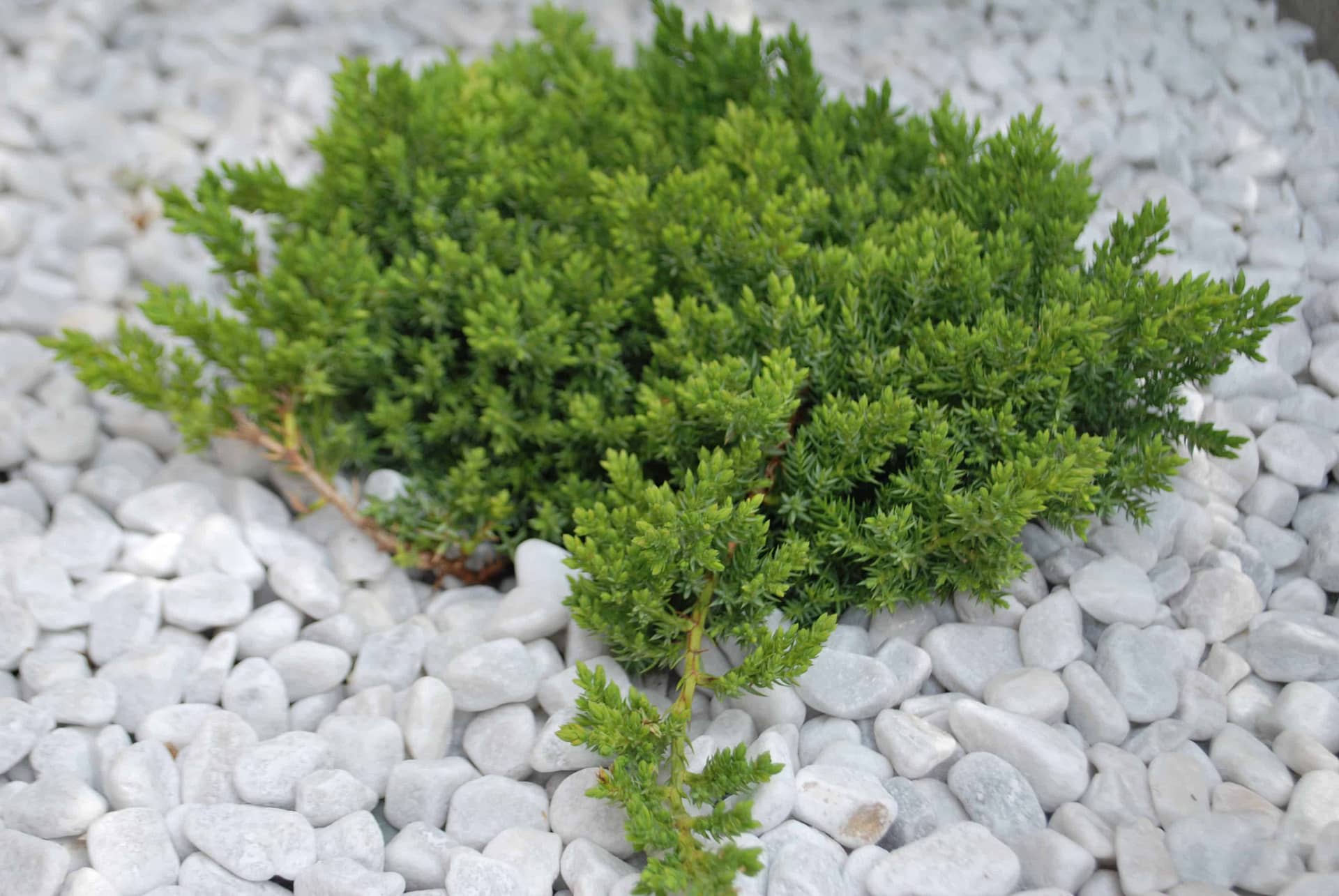 Dwarf Japanese Juniper