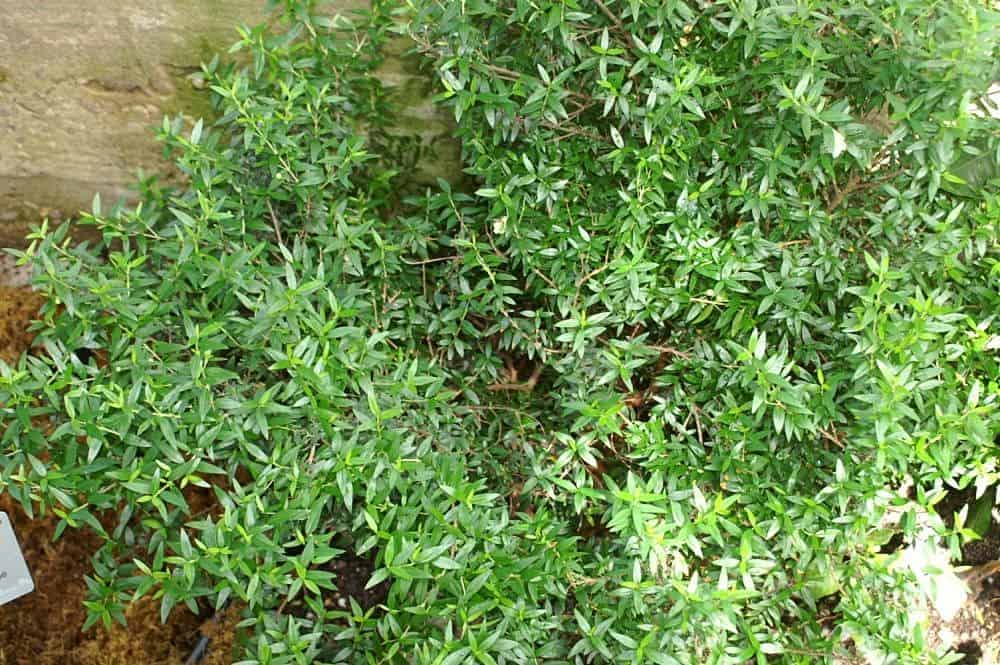 Common Myrtle