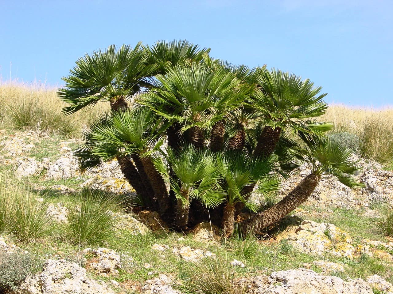 Mediterranean Fan Palm