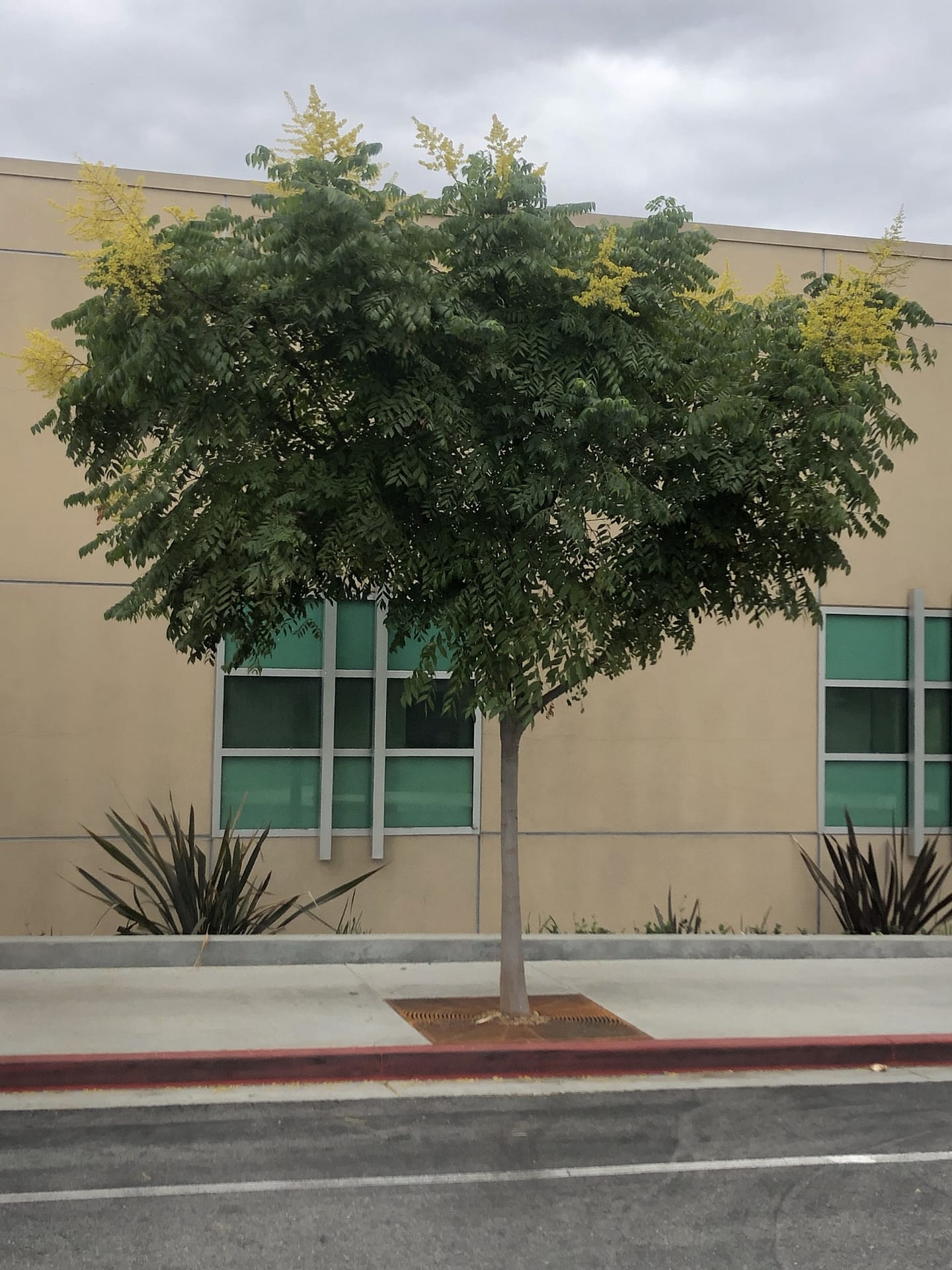 goldenrain tree street tree