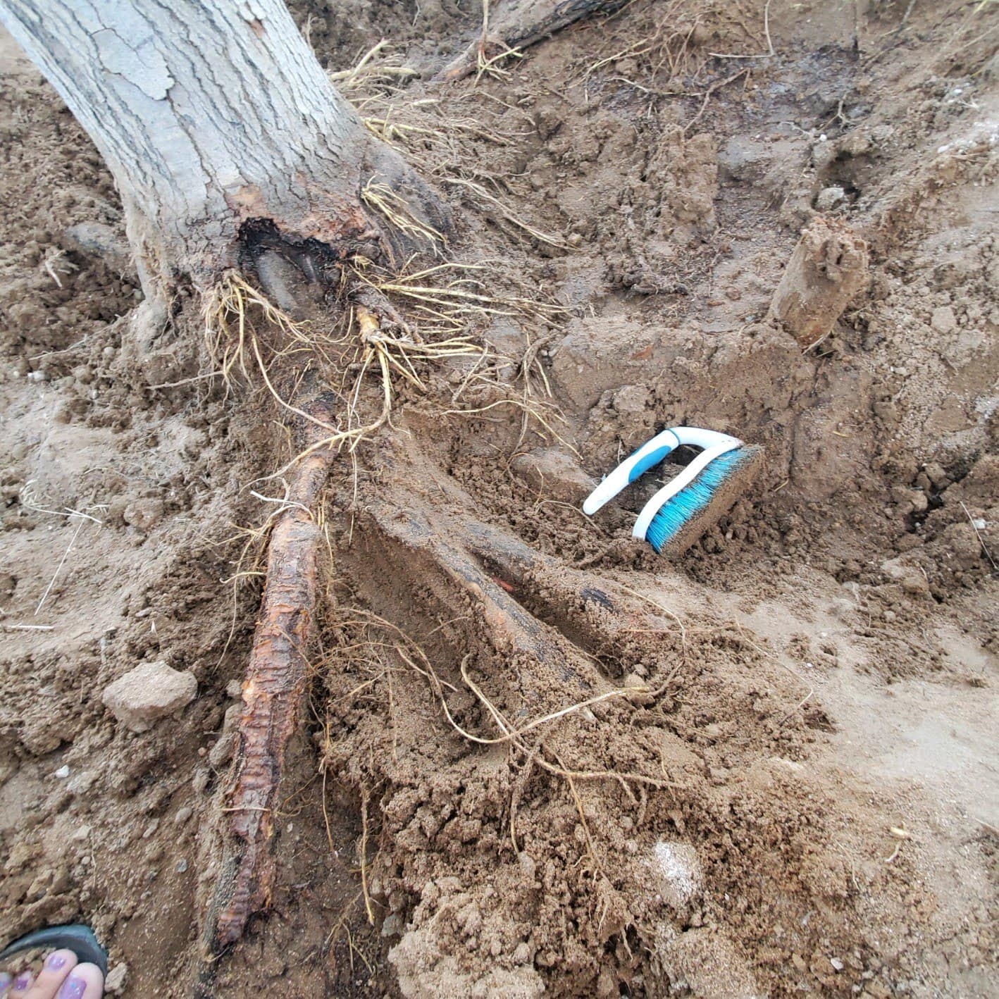 exposing the root flare on fruitless mulberry