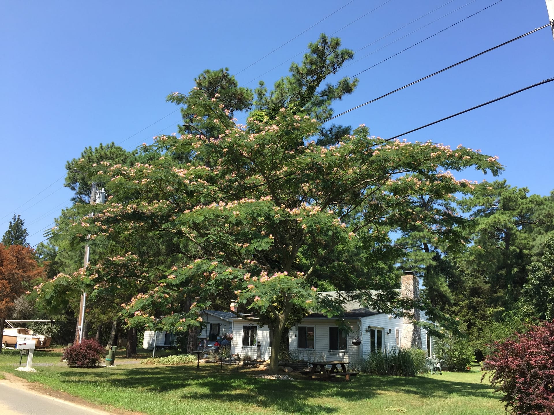 Mimosa Silk tree in yard