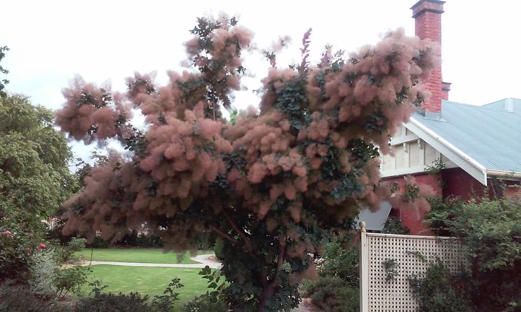 purple smoke tree
