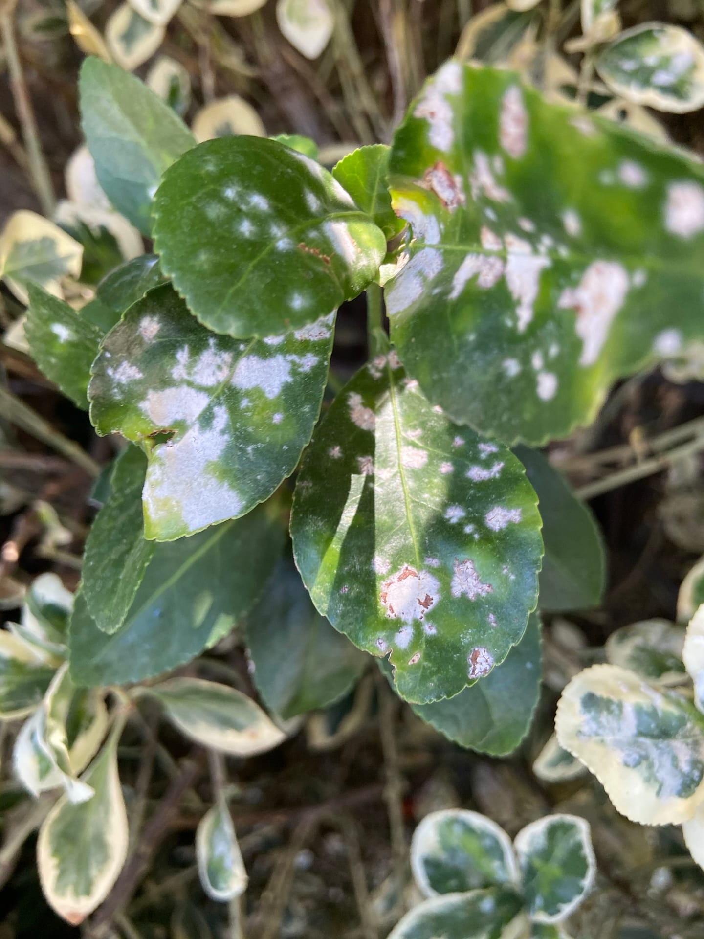 powdery mildew on euonymus