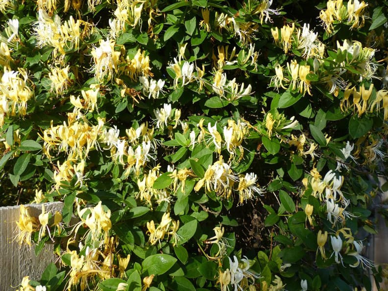 japanese honeysuckle