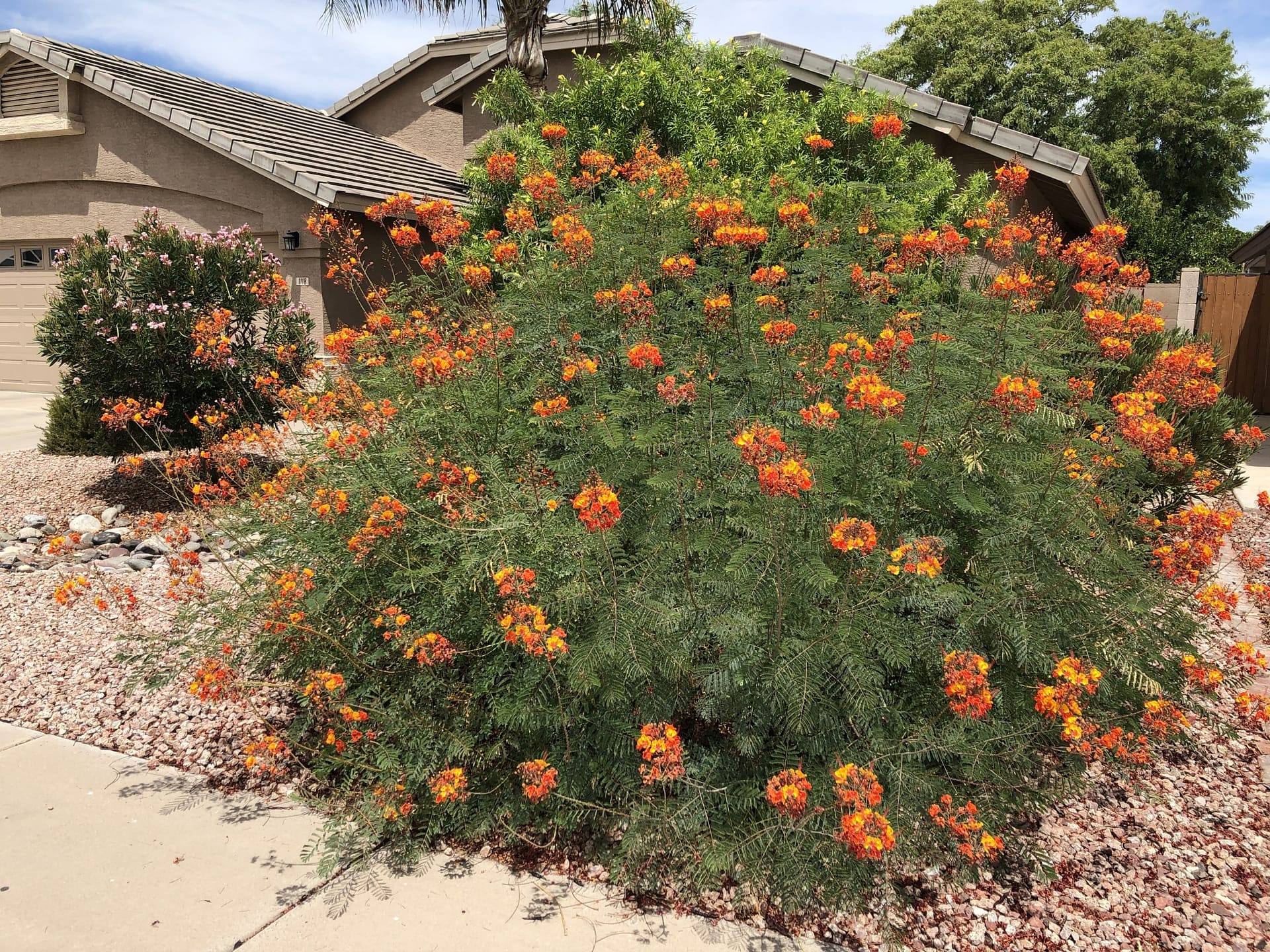 pride of barbados in desert