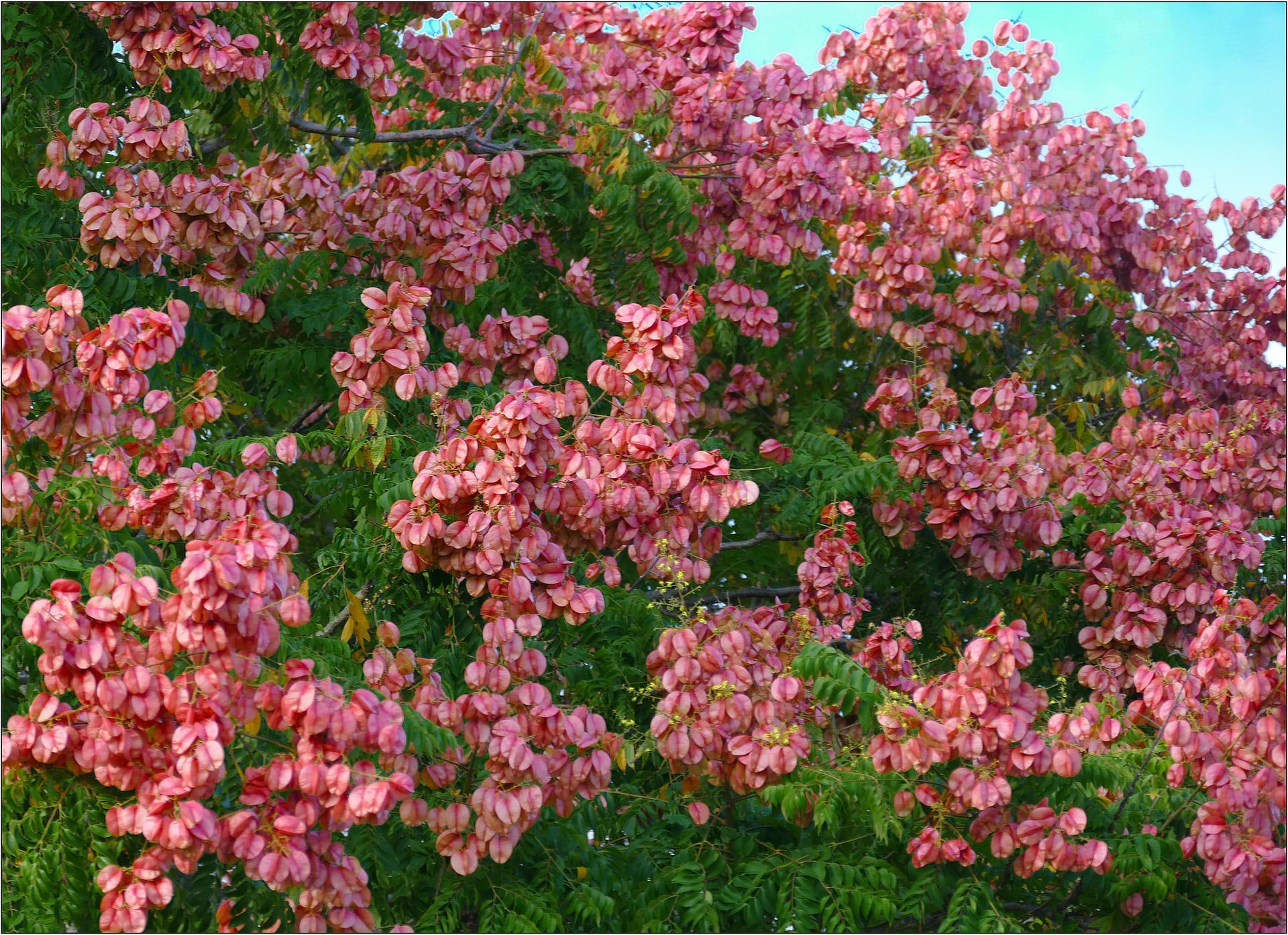 chinese flame tree seed pods