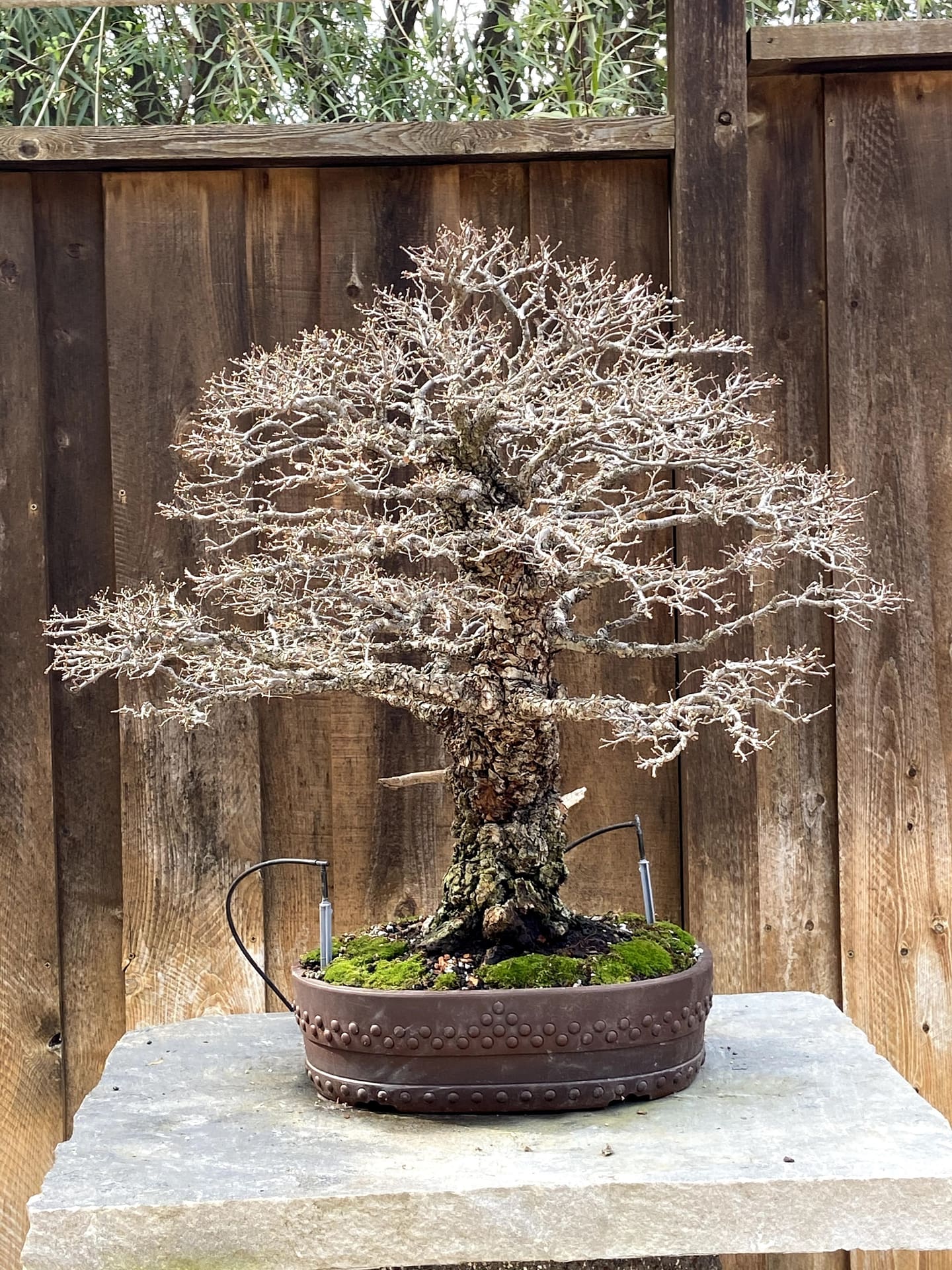 cork bark elm san diego