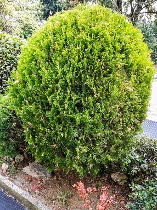 round arborvitae thuja occidentalis orientalis