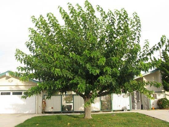 Fruitless Mulberry | Desert Shade Trees Near Me | Nate's Nursery - Serving Apple Valley, Victorville, Hesperia, And The Nearby Area