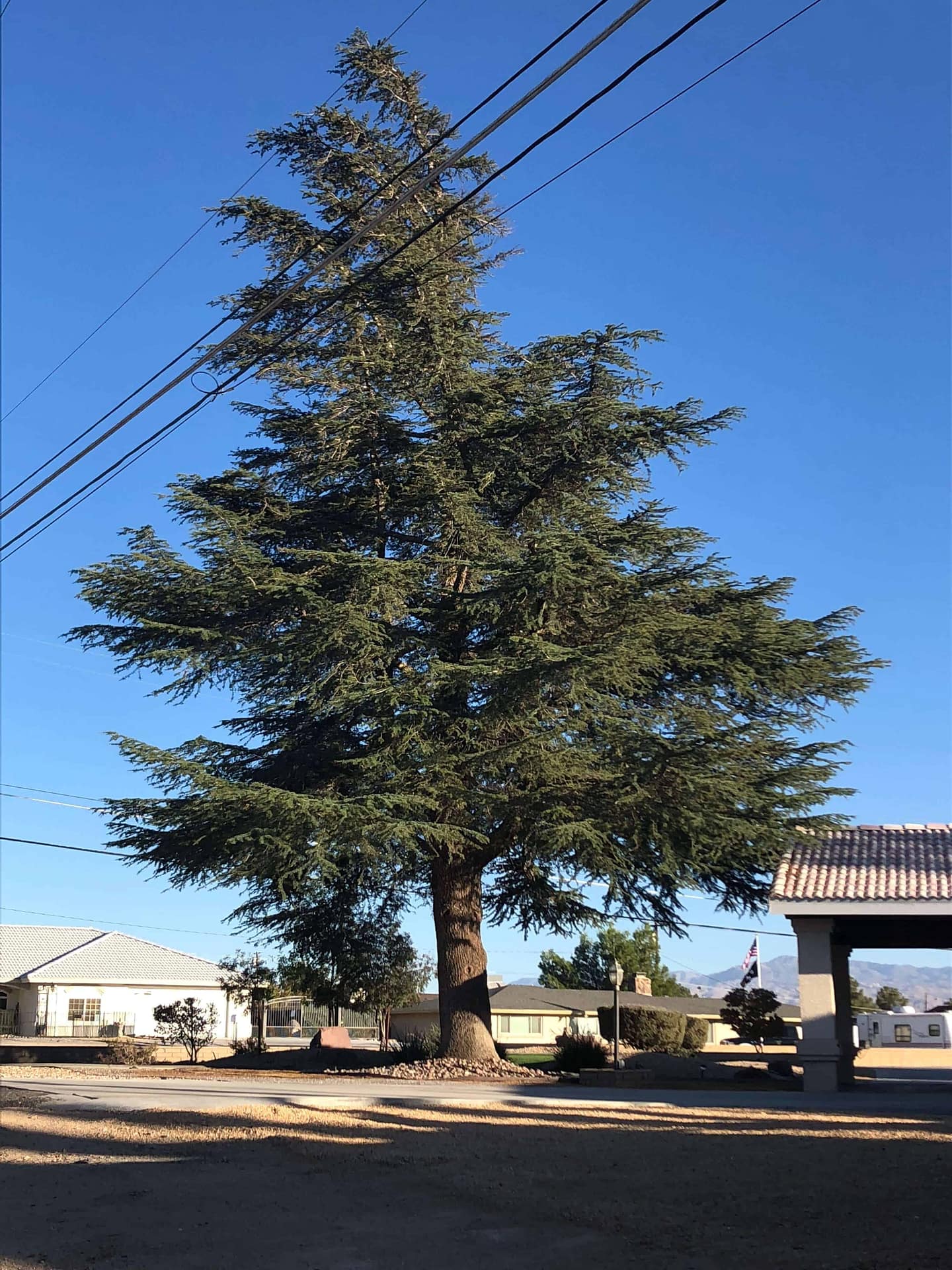 Mature Deodar Cedar in Landscape