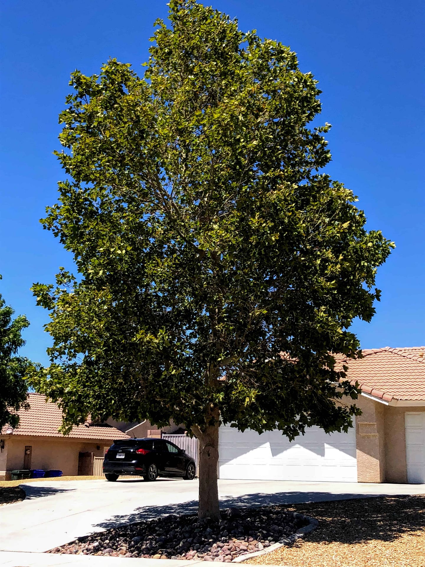 California Sycamore Tree