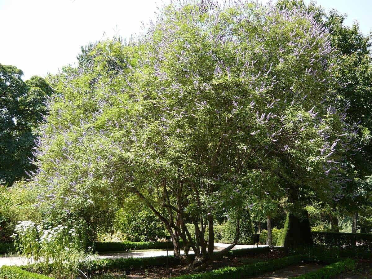 Chaste Tree, Vitex Agnus-Castus