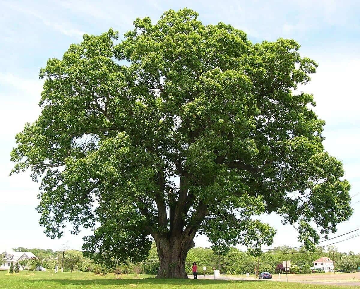 large white oak