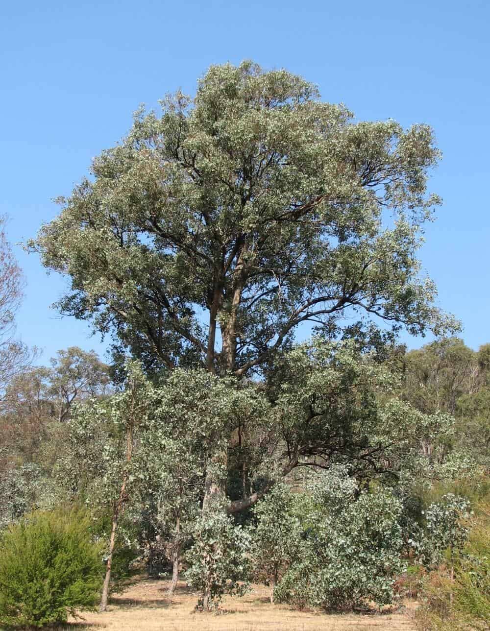 Silver Dollar Gum Eucalyptus Tree