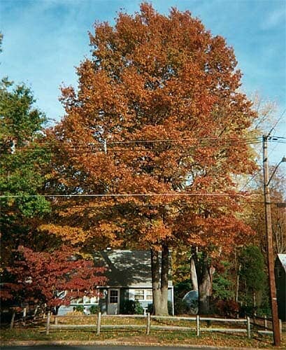 Pin Oak fall color