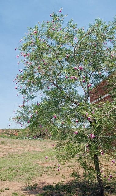 Desert Willow Tree