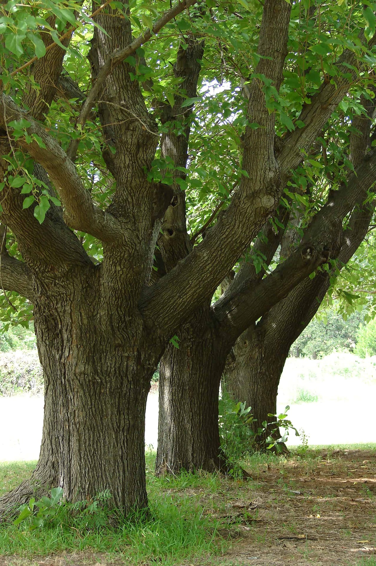 Fruitless mulberry discount tree for sale