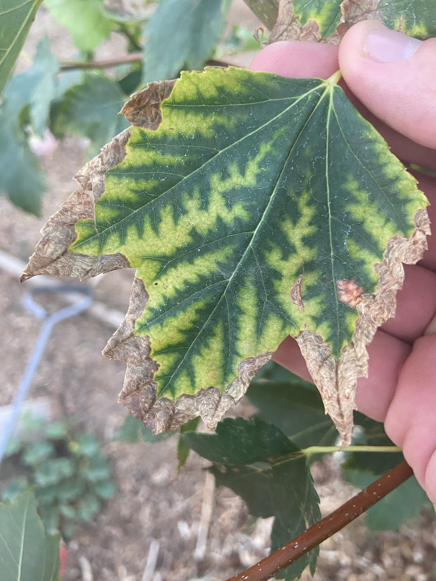 red maple manganese deficiency