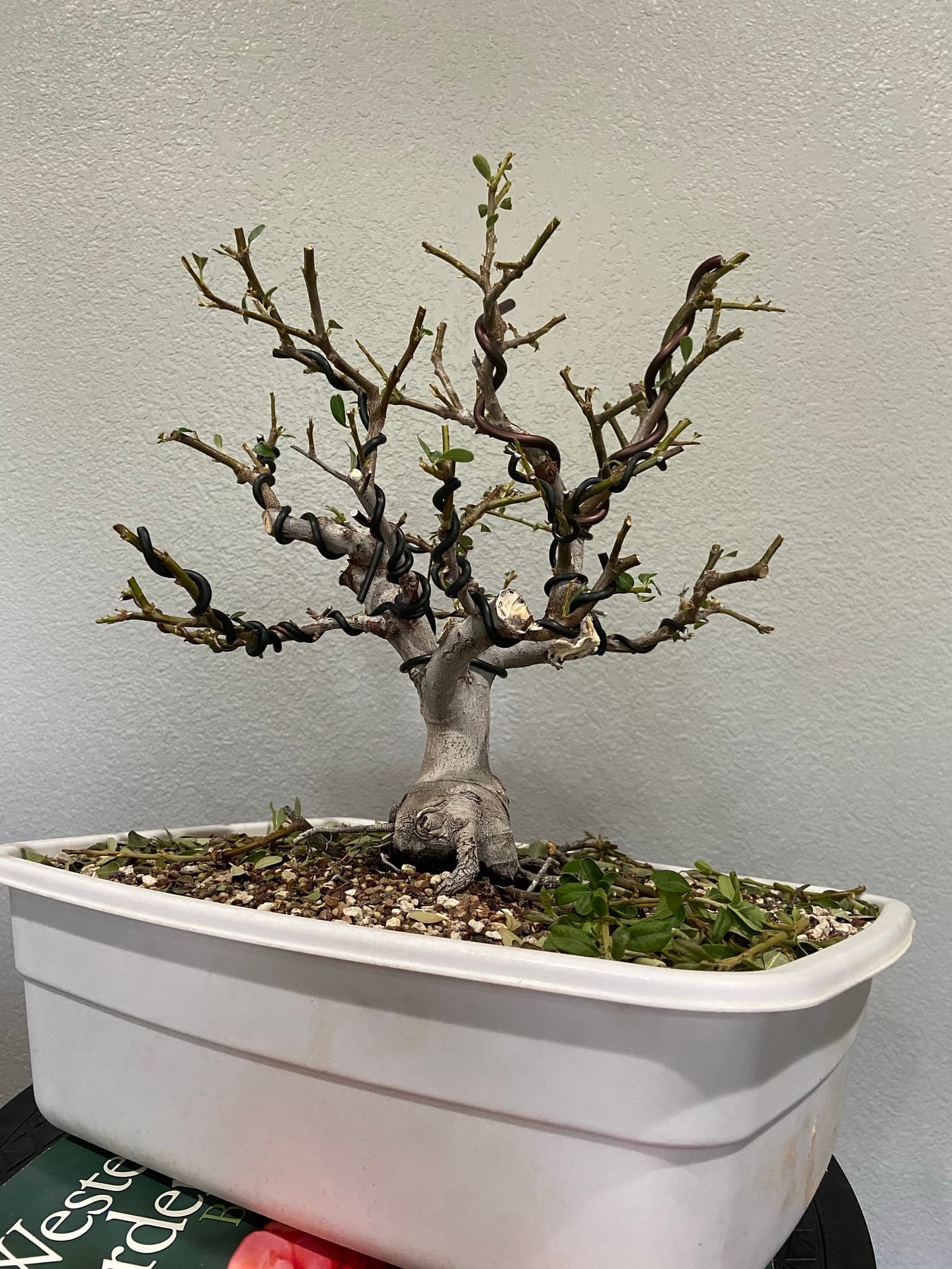 The Importance of Wire Training Your Bonsai Tree - Grow Your Bonsai