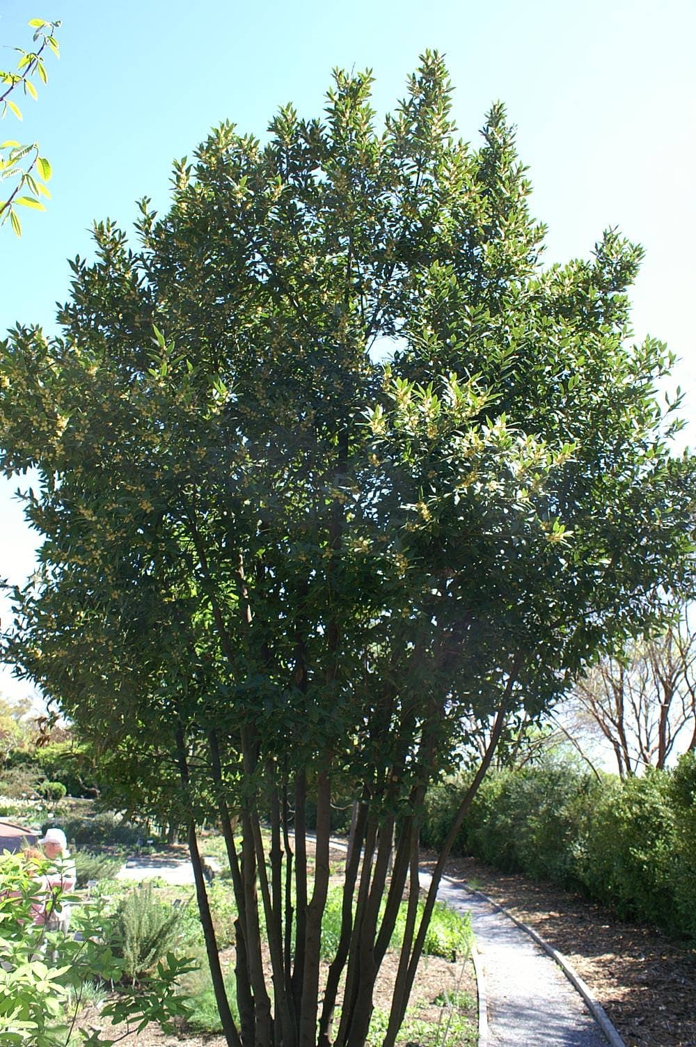 laurus nobilis sweet bay bayleaf tree