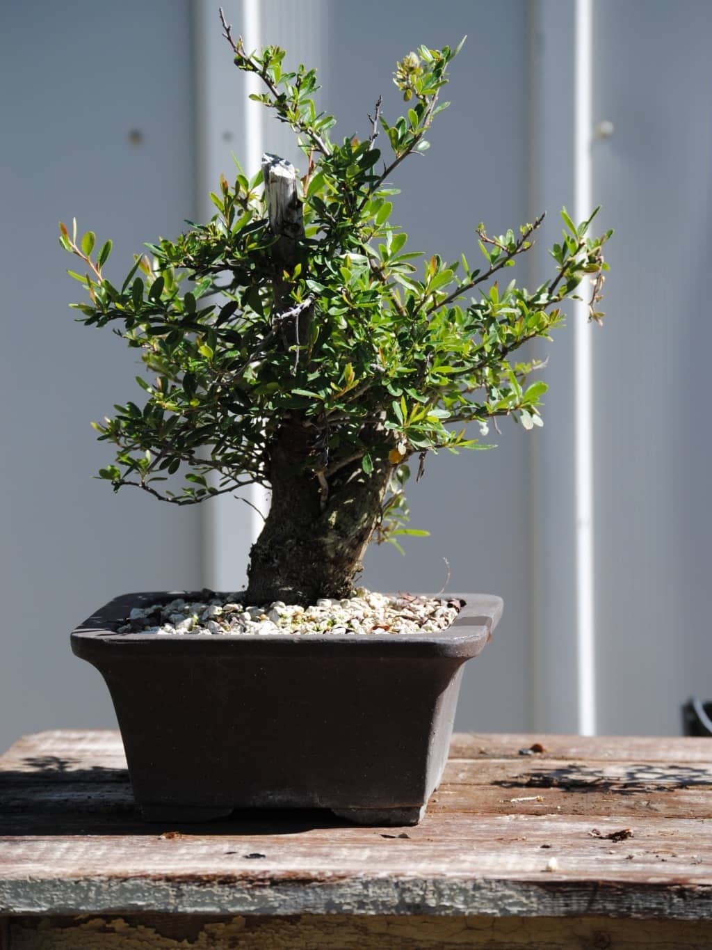 pyracantha bonsai for sale