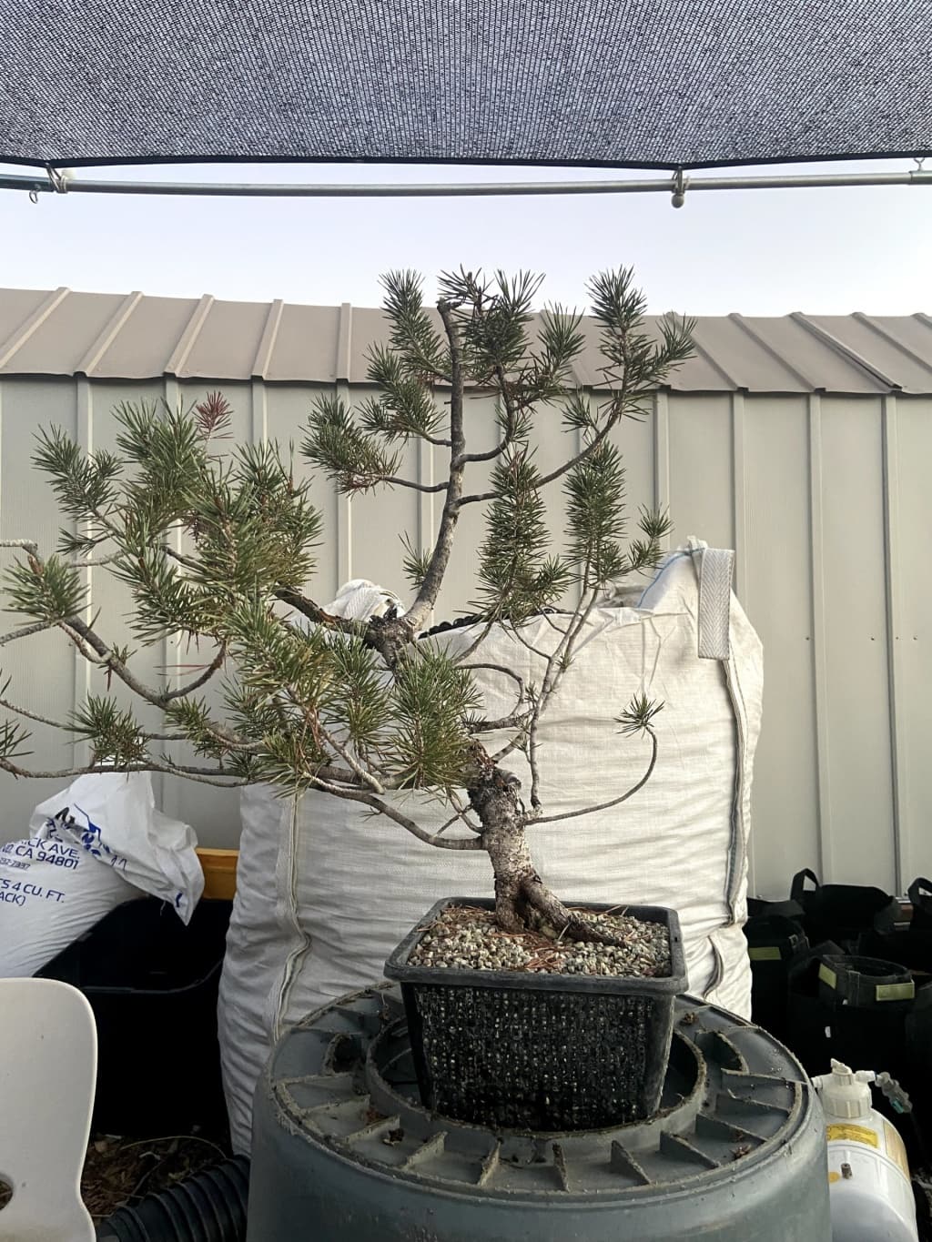 lodgepole pine yamadori 2 for sale informal upright pinus