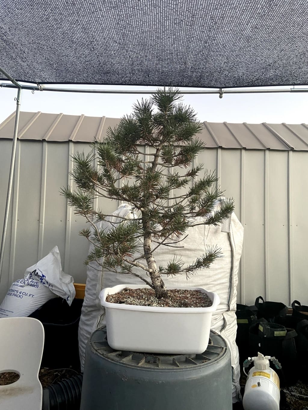 lodgepole pine yamadori 3 for sale informal upright